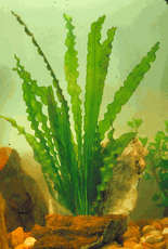 Aponegeton Crispus - Med.  Bunch of 12